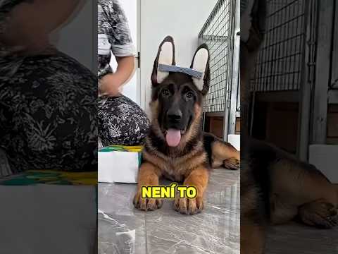 Proč Mají Štěňata Německého Ovčáka Opěrky Na Uších? #shorts