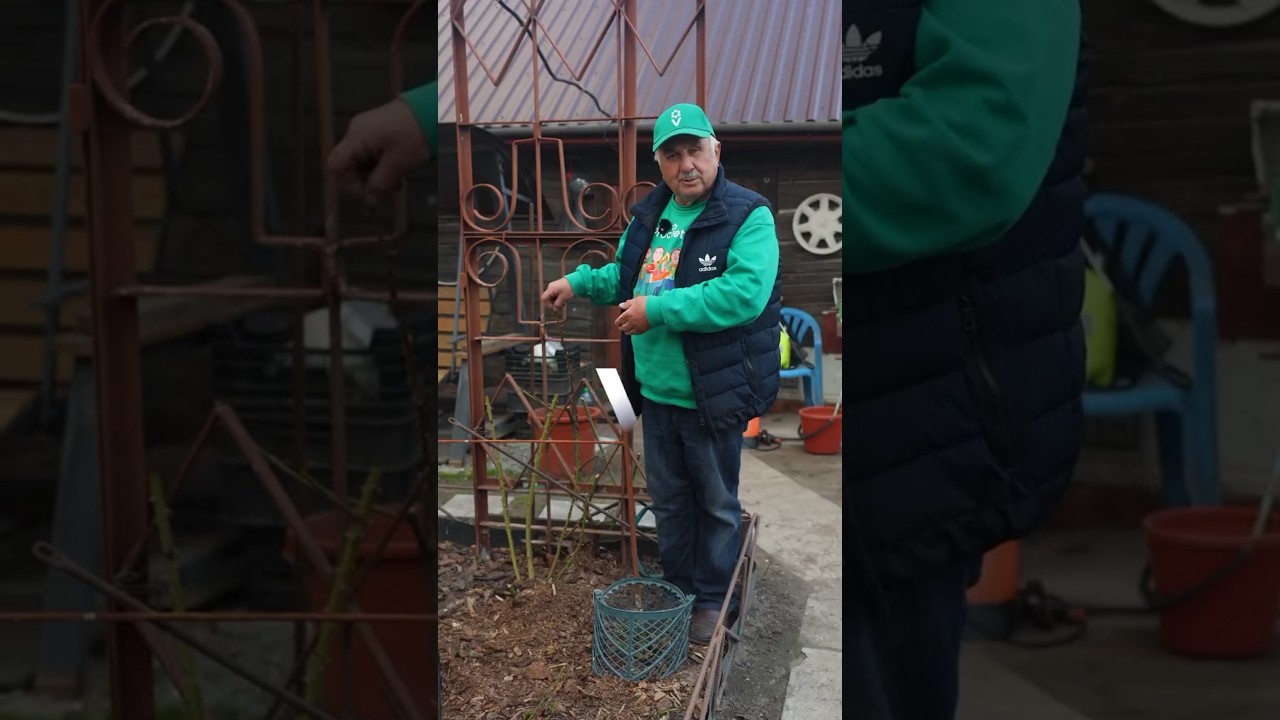 Успейте сделать это с розами весной и будете наслаждаться фантастическим цветением летом!