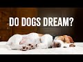 Do Dogs Dream And What Do They Dream About?