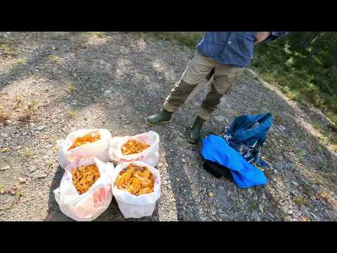 Kantarelltur 17 september - Mycket kantareller i skogen igen!