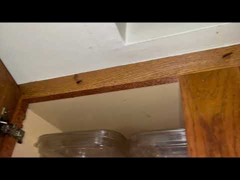 Cockroaches Crawling Throughout the Home in Freehold, NJ
