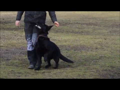 Quick ze Stříbrného kamene