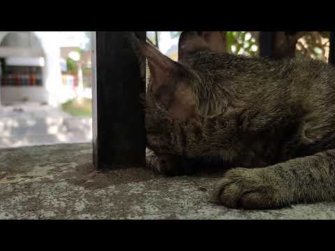 pretty cat feeling shy in front of camera