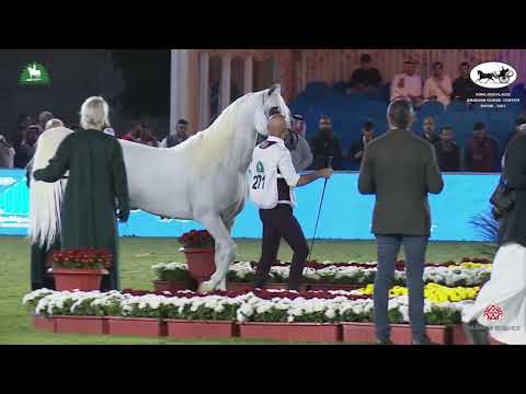 N 271 ALEXXANDERR   King Abdulaziz Arabian Horse Center Show 2021   Stallions 7 9 Years Old Class 11