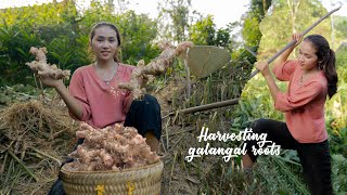 Tieu Phi Harvests Galangal Roots...Goes To Market Sell | Cooking & Gardening | Rural Life