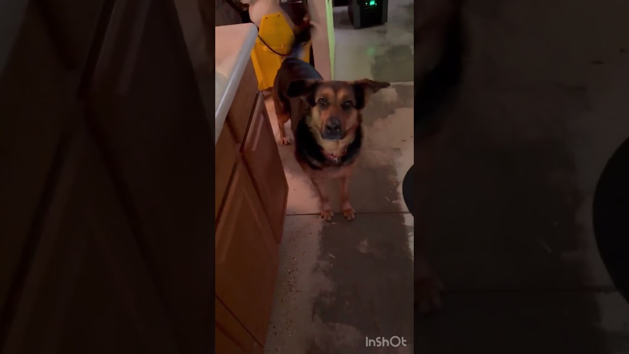 Enlarge Farley, a Adoptable mixed breed in Nashua, NH video 6/6