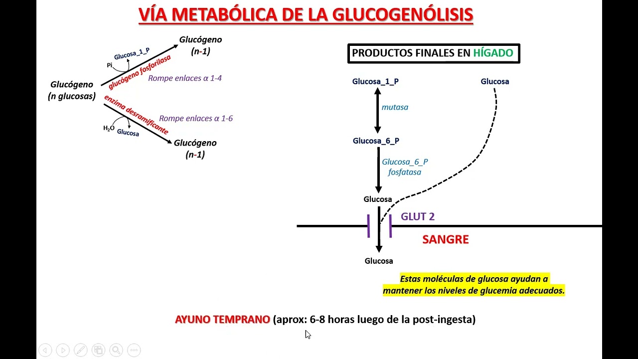 GLUCOGENÓLISIS COMPLETO.
