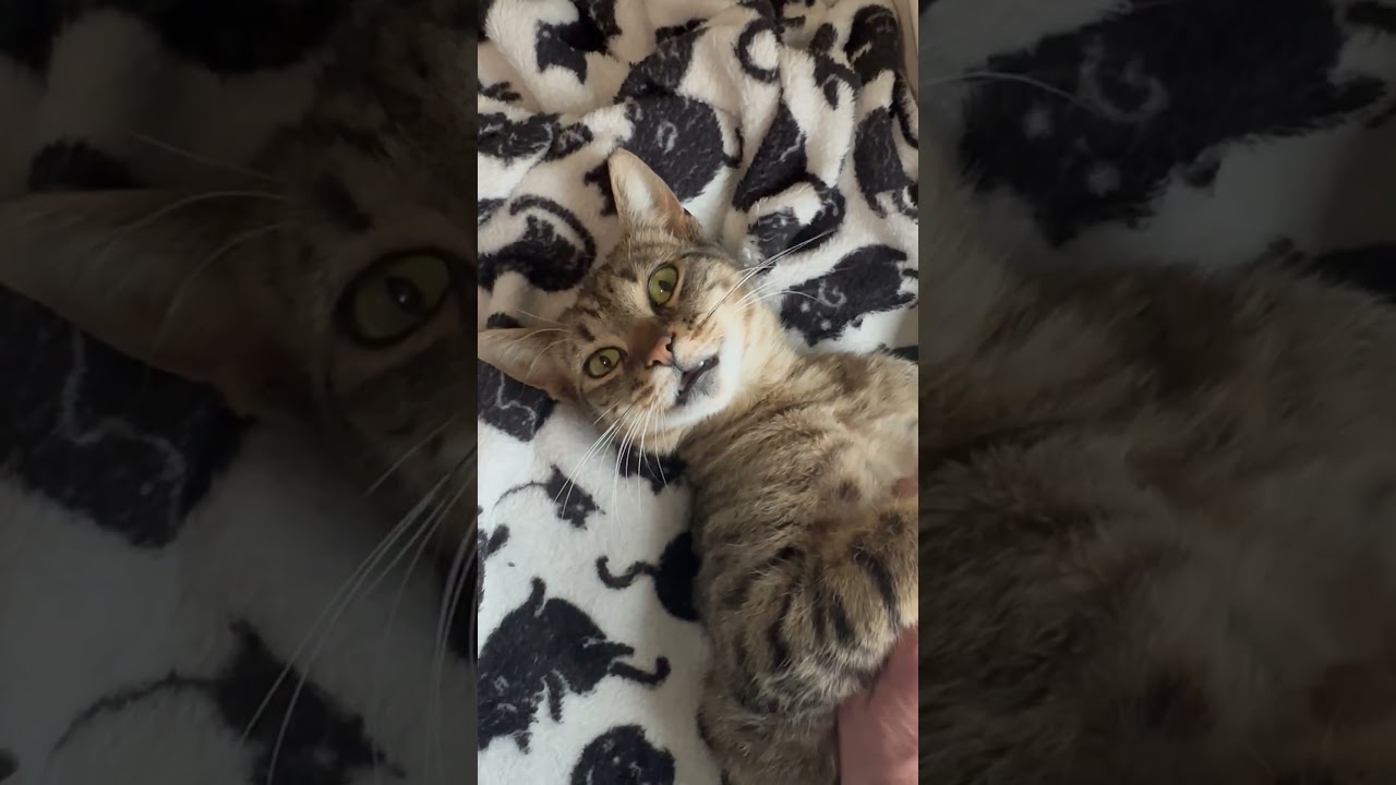 Clara, a ADOPTABLE American Shorthair in Belmont, NC video 3/6