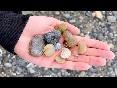 ビーチで本物の化石を簡単に見つける方法! #ショートパンツ