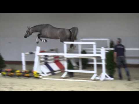Cellestial-Landsieger I stallion * 2013