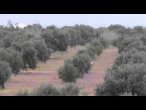 اشتباكات بين عناصر لواء أحفاد الصحابة وقوات النظام في سرمين