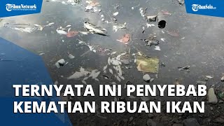 Ternyata Ini Penyebab Ribuan Ikan Mati Mendadak di Anak Sungai Bengawan Solo di Klaten