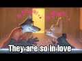 Wolf And Diane Being In Love For 3 Mins 19 Secs Straight
