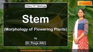 Stem -  Morphology  of Flowering Plants - #CBSE Class 11 Biology