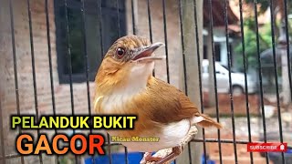 Download lagu SUARA PELANDUK BUKIT GACOR mp3