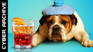 15 Hangover Cures From Around The World