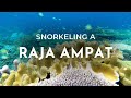 Snorkeling tra i pesci e i coralli di Raja Ampat