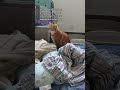 The Saga Of Resident Grey Cat And Foster Senior Cat Shorts