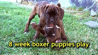 OMG! Cute 8 week boxer puppy siblings play together for the last time