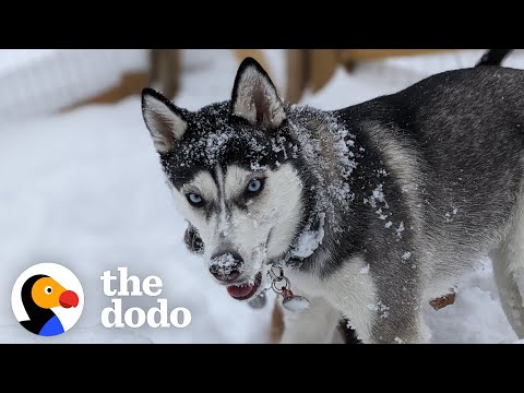 Watch This 10-Pound Adult Husky Get So Strong And Happy | The Dodo Faith = Restored