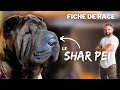 Le SHAR PEI - RACE DE CHIEN