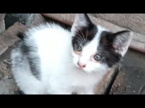 Funniest CAT and Kitten Video ✨