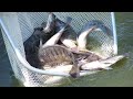 HOW TO FARM NILE FISH FOR BEGINNERS A MUST KNOW BEFORE CULTIVATING NILE FISH