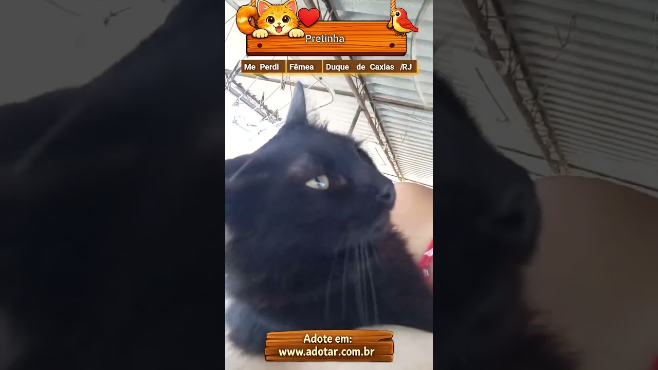 Gato raça SRD-ViraLata idade 3 anos nome Pretinha