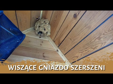 Wiszące gniazdo szerszeni - usuwanie gniazda szerszeni