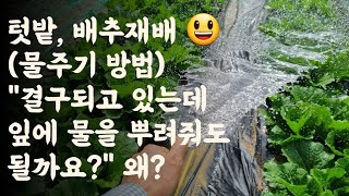 배추 물주기, "결구되고 있는데 잎에 물을 뿌려줘도 되나요? " 왜?
