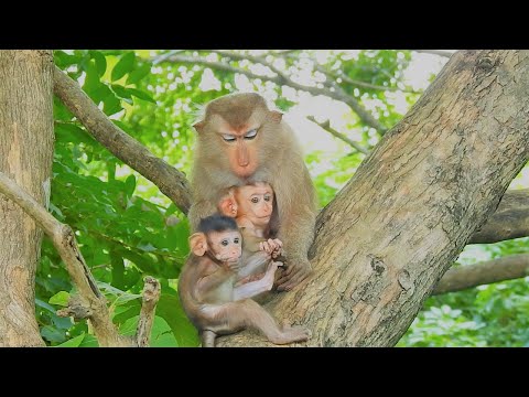 Alisa monkey sit on a tree watching two babies at a time