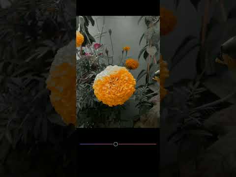 how to flowers colour grading Black toun❤️❤️🔥👍🏻