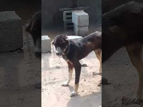 dasi# video #