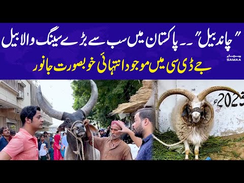Beautiful Animals for Qurbani | 1st Time in Pakistan | Karachi JDC | SAMAA TV