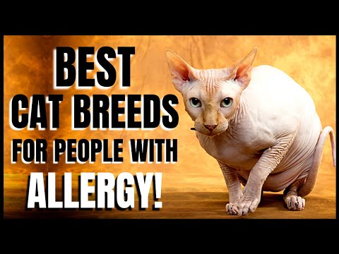 Best Cat Breeds for Allergy Sufferers