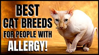Best Cat Breeds for Allergy Sufferers
