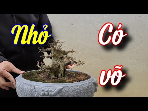 SH.6001. Beautiful small but powerful Sanh Que tree. Contact phone number 09.4546.2828.