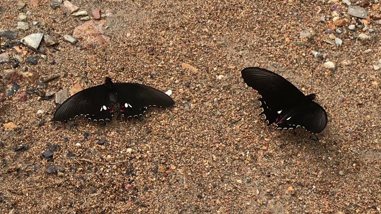 Papilio isidorus Neotropical swallowtail butterflies puddling on wet sand near stream in tropical rainforest
