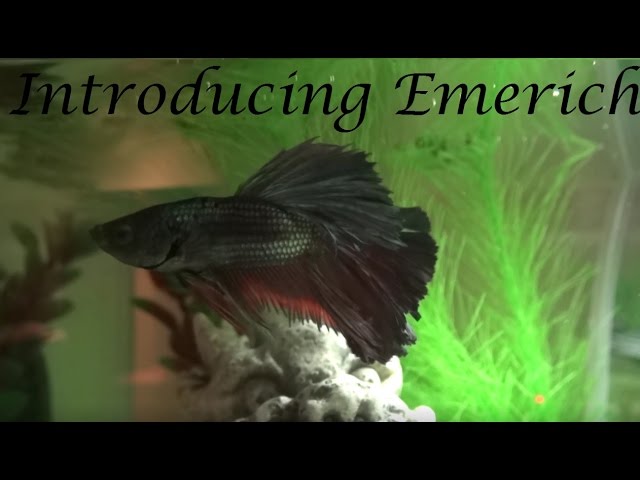 Introducing my Male Halfmoon Betta, Emerich!