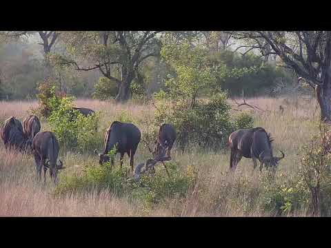 Djuma: Wildebeest herd-Pt:1 - 05:45 - 10/18/20
