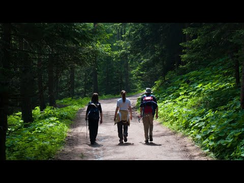 Jak wyglądają lasy Borów Tucholskich.
