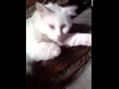 la intro gente con "YAKU"