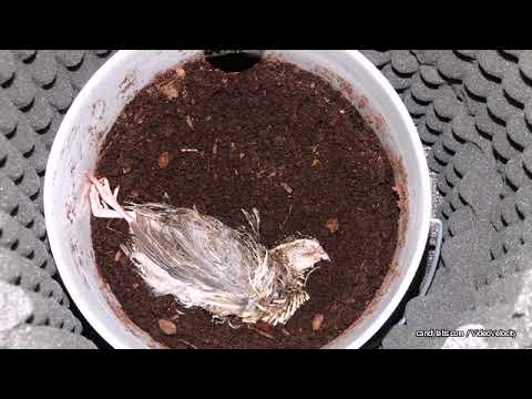 Male and Female Burying Beetle Burial of Quail