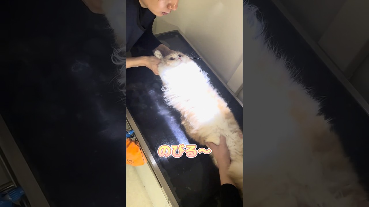 レントゲン中に帰宅後のチュールを楽しみにしてるスコティッシュフォールド