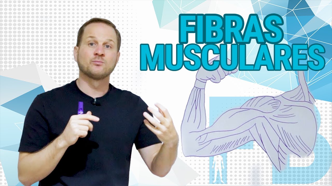 Fibras musculares