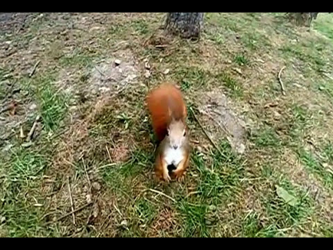 Test wiewiórka Kraków