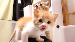 耳で楽しむ猫動画、カメラに向かって何度も猛抗議する子猫がかわい過ぎ【赤ちゃん猫　保護猫】