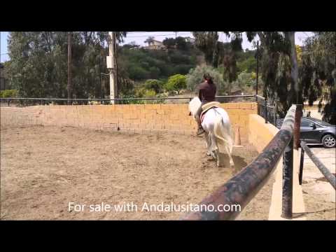 Picasso Baroque PRE stallion Andalusian