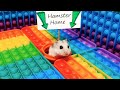 🐹 Hamster Escapes the Pop It Maze for Pets in real life 🐹