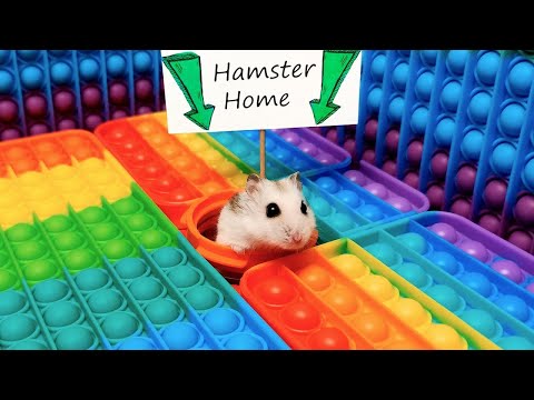 🐹 Hamster Escapes the Pop It Maze for Pets in real life 🐹